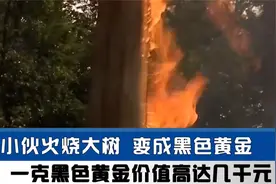 男子用火烧树从中提炼黄金，价值高达1颗1万，8年后净赚1个亿视频封面
