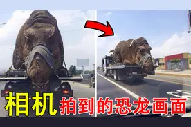 恐龙依然还活着？盘点相机拍到的恐龙画面（下）视频封面