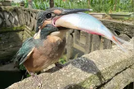 翠鸟吃鱼，为了吞下这条大鱼，它使出了浑身解数