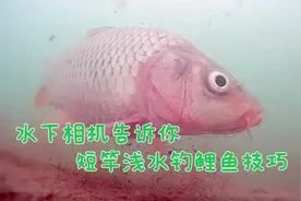 长杆野钓鲤鱼真的累，水下相机告诉你，短杆浅水钓鲤鱼的技巧