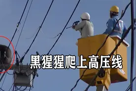 黑猩猩爬上高压线肆意妄为，为防止意外发生，小哥给了它一枪视频封面