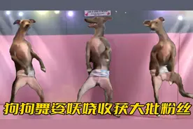 全网最会蹦迪的狗，一出门就开始跳舞，身姿妖娆到主人自愧不如