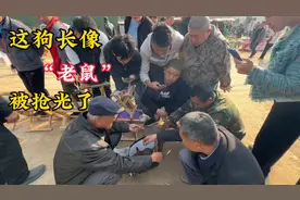 这狗长的像“老鼠”大爷刚到狗市，瞬间被抢光，这狗你绝对没见过