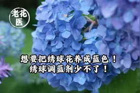 想要把绣球花养成蓝色！绣球调蓝剂少不了！