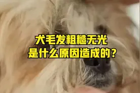 犬毛发粗糙无光是什么原因造成的？