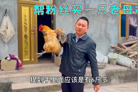 帮粉丝买一只老母鸡，7斤重打整干净都有这么多，你们觉得划算吗视频封面