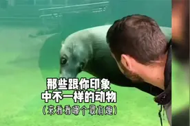 小猴子啃老不肯断奶，被猴妈妈揪住脑袋一顿暴打，没断掉视频封面