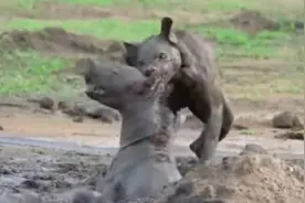 鬣狗大逆不道，饿的发疯生吃妈妈，镜头记录全过程视频封面