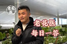 这届花友有点凡尔赛！茉莉叶子发黄怎么办？视频封面