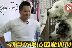 牧羊犬没有听力无法训练，训犬师却不说话完成教育，这就叫专业视频封面
