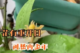 经历过磨难的柠檬重新开花结果视频封面