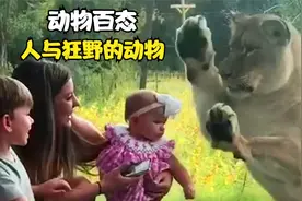 狂野动物排行榜，快来看看人与动物间的有趣故事