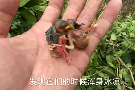 用手心给被冻僵的幼鸟取暖，其中3只存活下来了视频封面