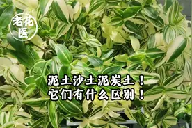 泥土沙土泥炭土！它们有什么区别！