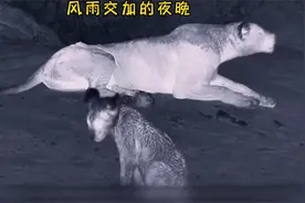 小狮子被雷电风雨吓得瑟瑟发抖，母狮带着血淋淋的伤口帮他找妈妈视频封面