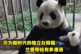 作为新时代的独立女熊猫 兰香带娃有多潇洒