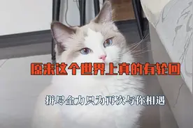 原来这个世界上真的有轮回，拼尽全力只为再次与你相遇，来守约了视频封面