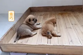 刚出生18天的小奶狗，吃饱只好在窝里玩耍，憨萌的样子好治愈