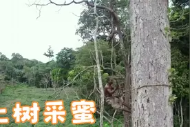 为了让全部落的人吃上蜂蜜，采蜜战士徒手爬上近百米大树采蜜视频封面