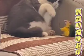 鹦鹉叫猫咪起床视频封面