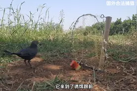 弹力捕鸟陷阱，用西瓜勾引小鸟，简单易学视频封面