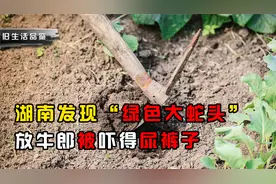 湖南发现“绿色大蛇头”，放牛郎吓到尿裤子，连滚带爬跑回家中