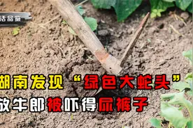 湖南发现“绿色大蛇头”，放牛郎吓到尿裤子，连滚带爬跑回家中视频封面