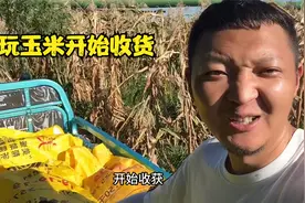 百亩文玩玉米种植基地的第一批玉米正式收货，能否种植成功？