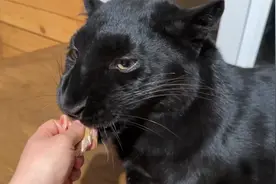 第一次见小黑豹吃肉还要妈妈亲手喂，网友：这豹子比我家猫还乖