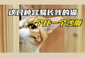 这几种容易长残的猫，你养过吗😂😂😂