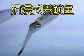 沉浸式养鱿鱼，在海边抓到几只鱿鱼养在鱼缸里，太好玩太神奇了