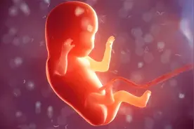 从一个蝌蚪到胎儿的诞生，人类在子宫内是怎么生活的