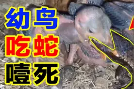 幼鸟吃四脚蛇噎死？视频封面