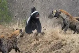 4只鬣狗掏肛蜜獾，不料却被蜜獾反掏，平头哥：就你会掏肛吗？视频封面