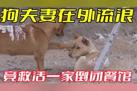 流浪狗夫妻上门讨要食物，竟意外救活濒临倒闭的餐馆，结局太暖心视频封面