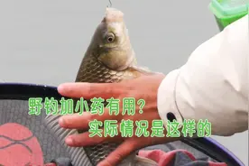 野钓加小药到底有没有用？干货分享，实际情况是这样的！视频封面
