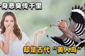 “棺材鸟”还是吉祥鸟？一身恶臭传千里的戴胜，为何讨人喜欢？视频封面