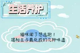 第6集||猫咪闻了想逃跑！揭秘主子最反感的几种味道