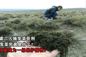 甘肃六人摘发菜获刑，这发菜究竟是什么？为何能成一级保护植物？视频封面