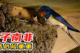 原来燕子是往“南非飞”，而不是往南飞，小时候被骗了，纪录片视频封面