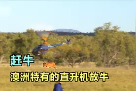 澳洲农场主养1.6万头牛，散养两年半出栏，一头可赚500澳元视频封面