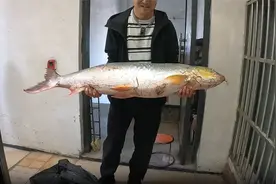 只要会做鳡鱼其实也很好吃！视频封面