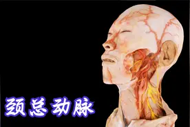 颈总动脉：颈部的主干动脉