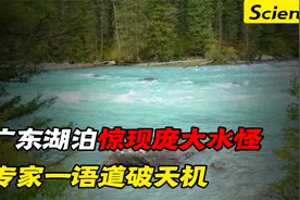 广东湖光岩惊现神秘物种，游客拍下怪物真身，专家一语揭开谜团视频封面