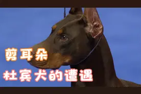 杜宾犬的耳朵为什么会被剪掉