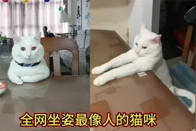 全网坐姿最端正的猫咪，不管主人在做什么它都揣着手手在旁边坐着