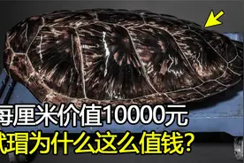 海洋中最值钱的生物，每厘米价值上万元，玳瑁为什么能这么值钱？视频封面