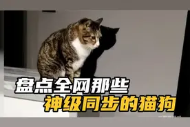 盘点百年修得神同步的猫狗，不仔细看还以为是影子，太神奇了视频封面