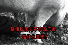 俗话说屠夫不杀五爪猪，是什么意思？真会遭报应吗？视频封面