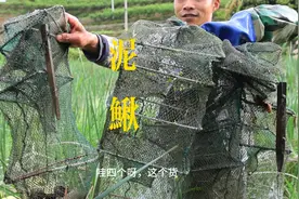 惊呆了！师傅教我的抓泥鳅技巧,竟然那么好用！